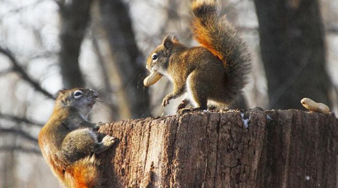 video lupta apriga intre doua veverite care se cearta pe o aluna