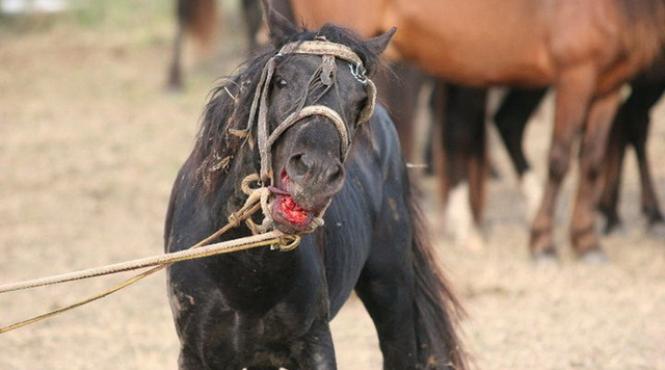 the sun cai salbatici delta ucisi exportati marea britanie