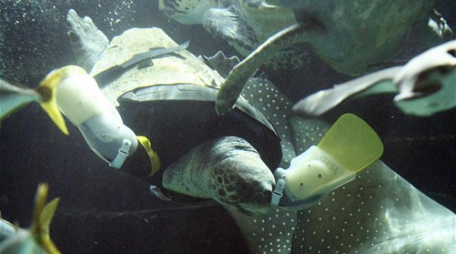 o broasca estoasa a reinva at sa inoate cu ajutorul unor bra e artificiale