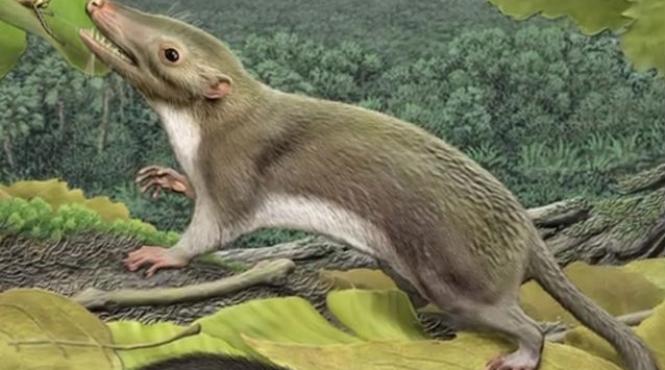 primul mamifer placentar trasaturi