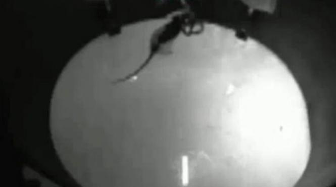 al saselea simt lumina infrarosie