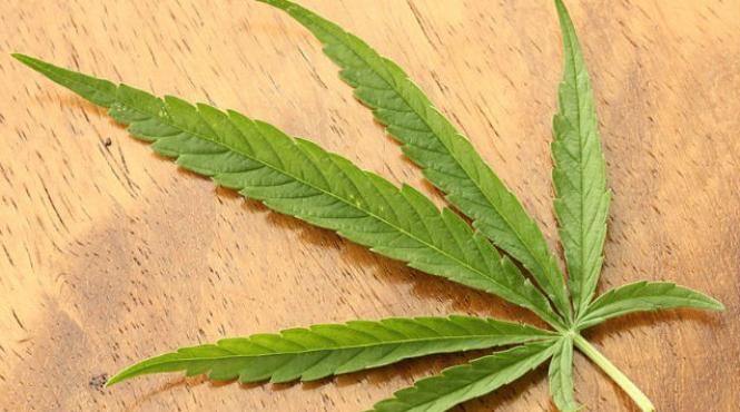 laboratoare crestere cannabis bucuresti