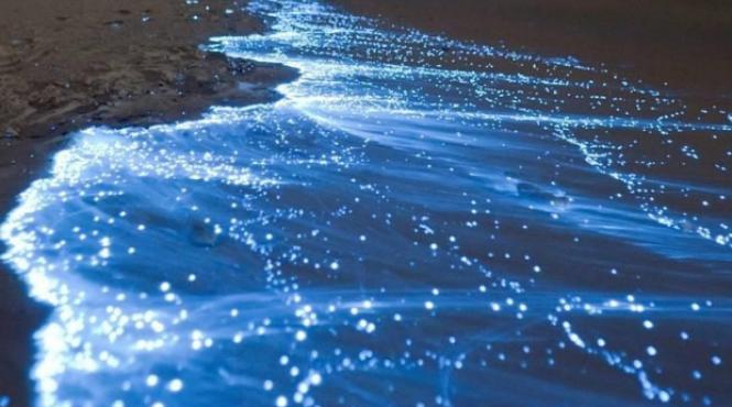 ciudateniile din delta dunarii de la plantele carnivore la balaurul dobrogean foto