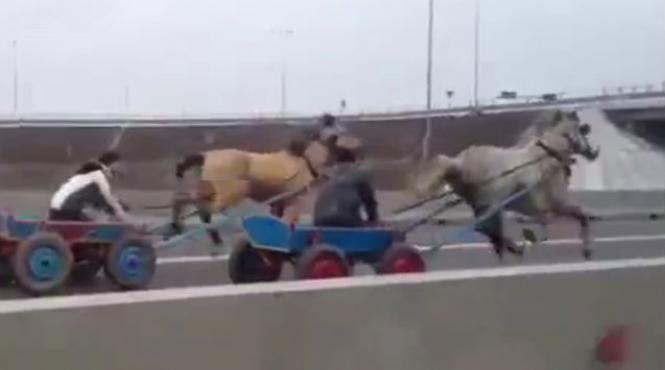 liniuta autostrada soarelui carute cai