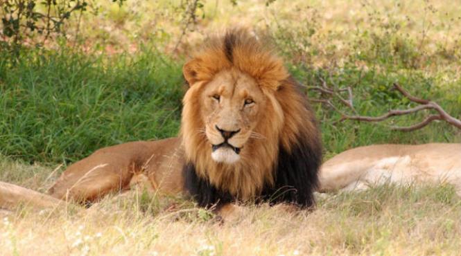 lei ursi nutu camataru zoo bucov