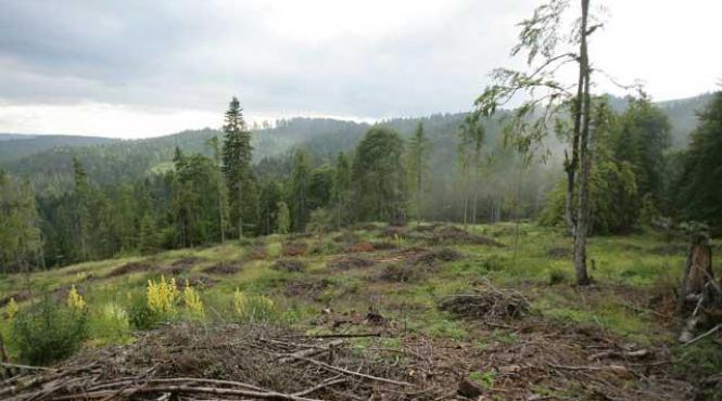senatorii au dat liber la hacuit padurile romaniei fratia cozilor de topor din parlamentul romaniei s a reunit pentru a baga drujbele in padure