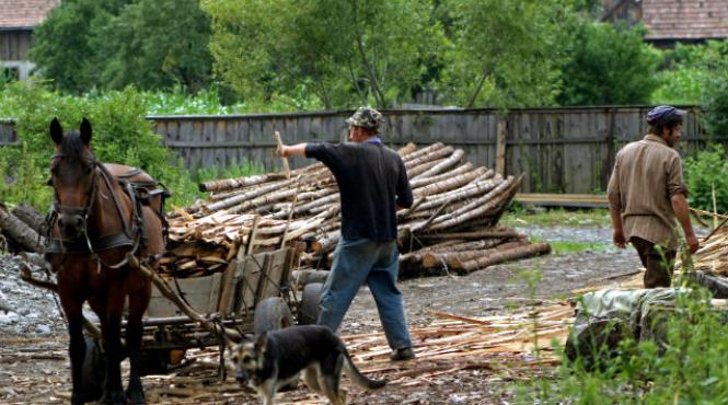 lemn obtinut ilegal ue