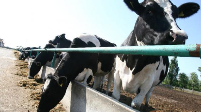 furaje contaminate romania serbia olanda