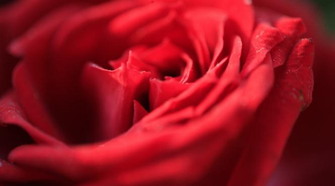 esentele florilor lui bach vindeca tulburarile psihice