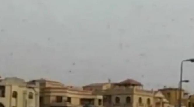 imagini apocaliptice milioane de lacuste au invadat egiptul si israelul video