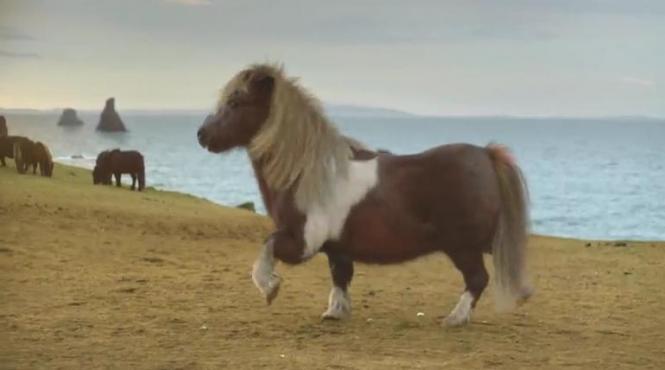 un ponei zambeste si face moonwalking clipul a strans aproape 3 milioane de vizualizari video