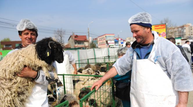 carnea de miel scumpire