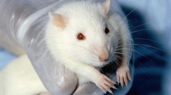 cosmetice teste animale