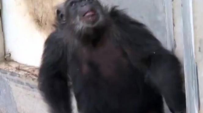 cimpanzei tinuti in laborator vad pentru prima data cerul video