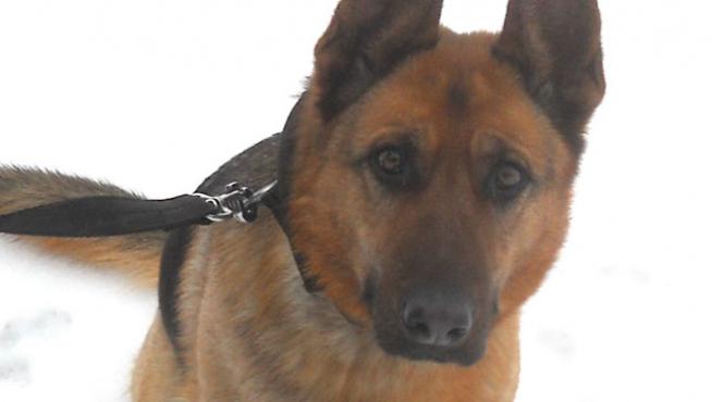 hot prins cu ajutorul cainelui politiei de frontiera