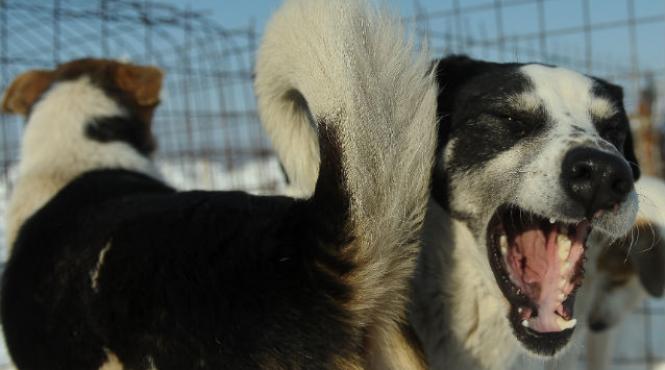 legea maidanezilor aprobata in senat se eutanasiaza doar cainii care sufera de boli incurabile