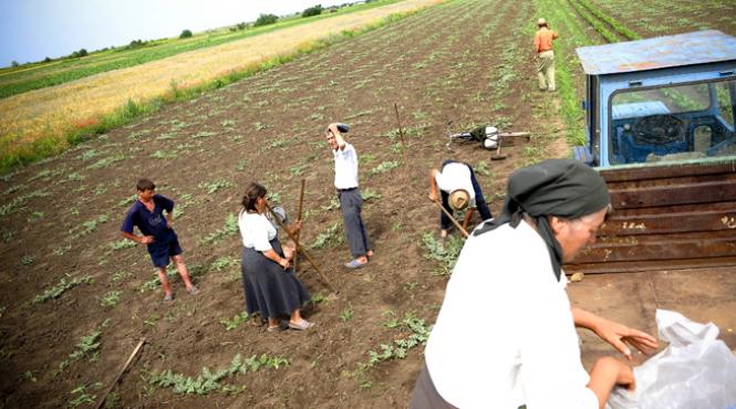 britanicii vor sa investeasca in romania mai precis in domeniul agricol