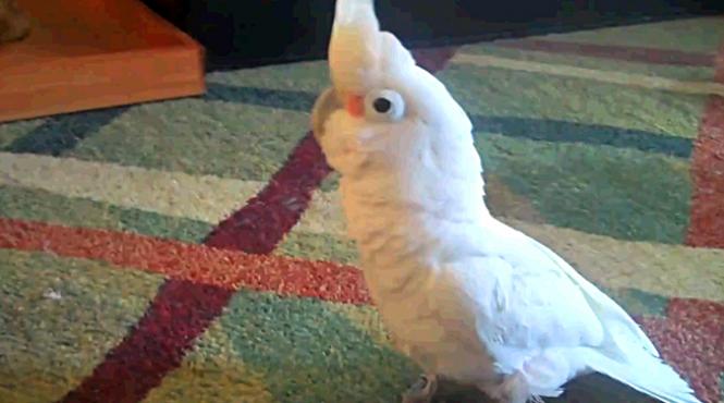 papagalii goffins sunt capabili de autocontrol studiu