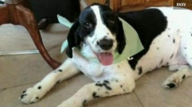 povestea catelului care a facut inconjurul lumii din greseala cum l a gasit stapana la capatul lumii