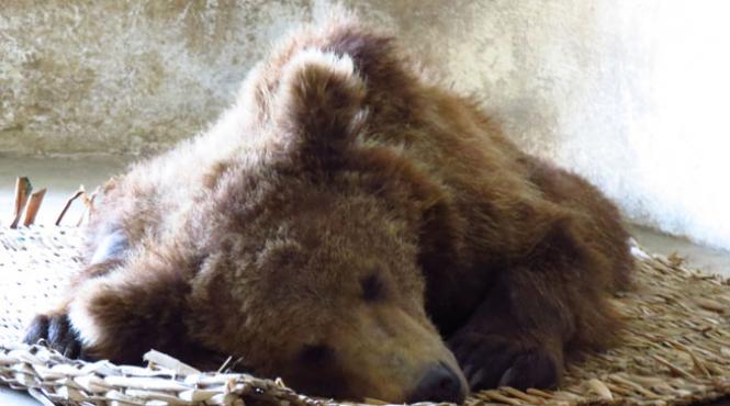 ursul baloo a fost operat de medicii vier pfoten