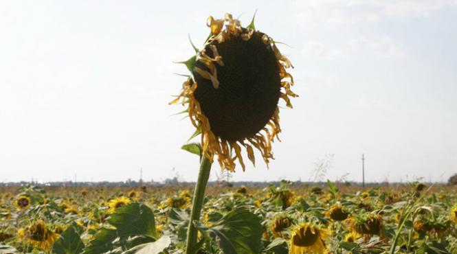topul celor mai bogati afaceristi din agricultura