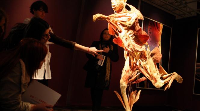 galerie foto expozitia the human body