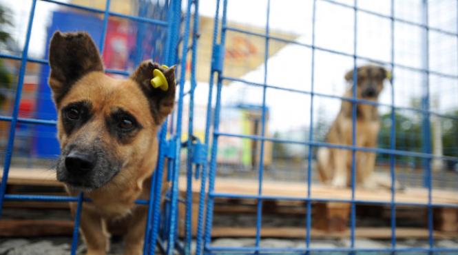 carne de caine curry marea britanie