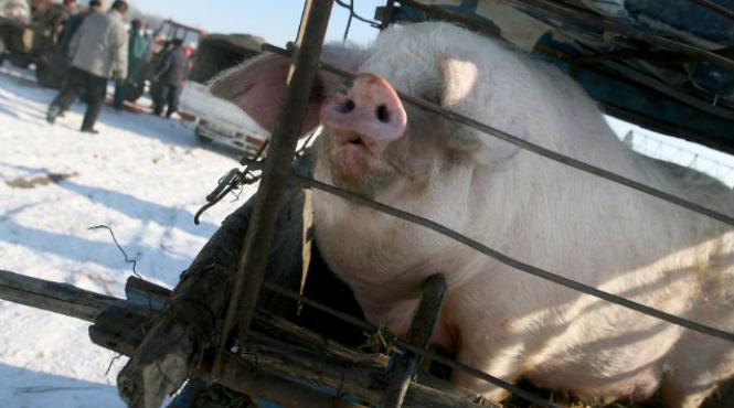 porci morti vanduti china