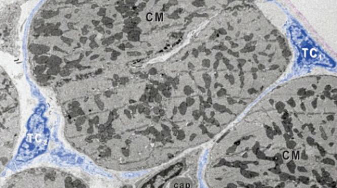 tratament telocite soareci laborator