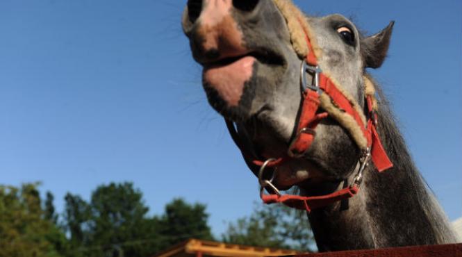 ecarisare animale infingement