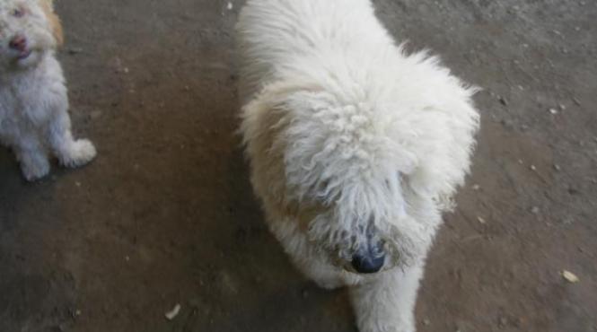 video a cumparat doi catei cu pedigree si i a dus la veterinar nu i a venit sa creada ce a aflat