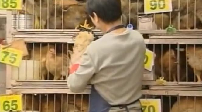 o misiune a organizatiei mondiale a sanatatii pleaca in china pentru a analiza situatia legata de noua gripa aviara