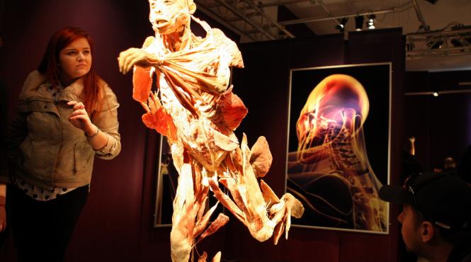profesorii vor avea joi accesul gratuit la expozitia the human body