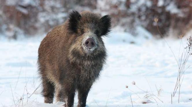 inteligenta talent si prostie sprintara iv mistretul cu glonti de arginti