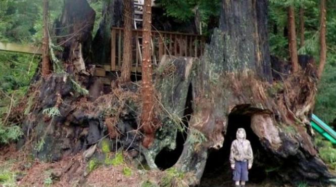 copaci sequoia europa