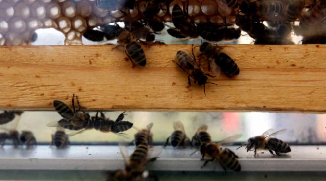 pesticide daunatoare albine