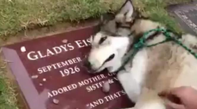 iti frange inima un husky plange ca un om la mormantul stapanei sale video