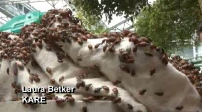 72 000 de gargarite eliberate in mall of america vezi imagini din uriasul complex comercial video
