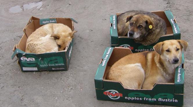 ce ascund ong urile in spatele interesului pentru cainii fara stapan imagini in exclusivitate din adaposturi ilegale video