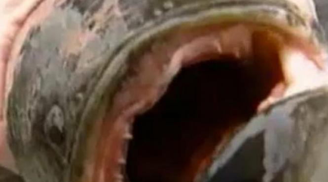 panica in new york un pradator periculos a pus stapanire pe central park autoritatile se tem de o invazie video