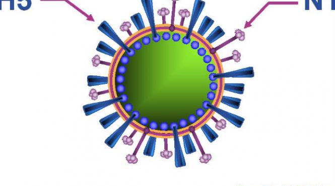 alerta in lumea medicala un virus hibrid de gripa aviara poate suferii mutatii