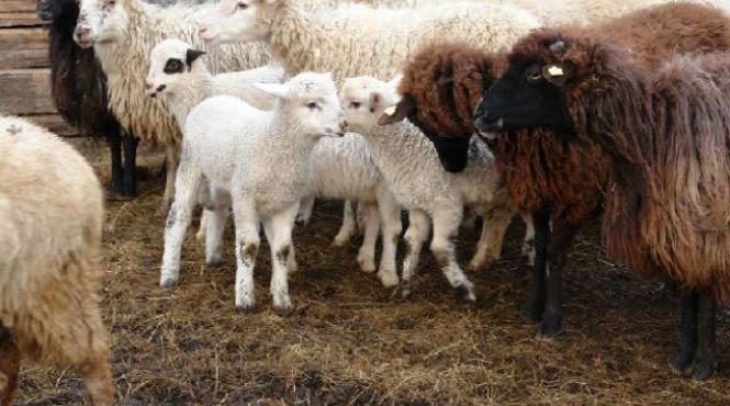 sobolani vanduti drept carne de miel in china