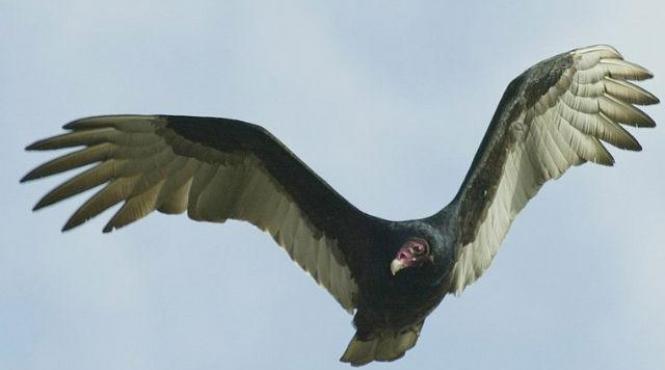 a vrut sa escaladeze muntii si a sfarsit devorata de vulturi in doar 45 de minute ce s a intamplat