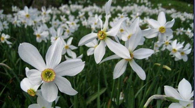 narcise inflorite pe sute de hectare in rezervatiile din judetul harghita