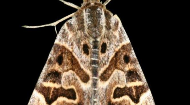 prezicatori profetii infricosatoare razboaie dezastre ursula southeil maica mother shipton