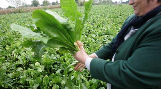 100 de milioane de euro pentru ferme de familie brandul agricol al romaniei nu va fi o frunza el va vorbi despre produsele traditionale romanesti