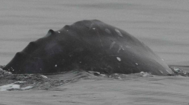 este un mister o specie declarata disparuta fotografiata pentru pentru prima data in sudul oceanului atlantic