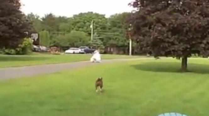 senzatie pe youtube ce face un caine boxer cand vede o mireasa video