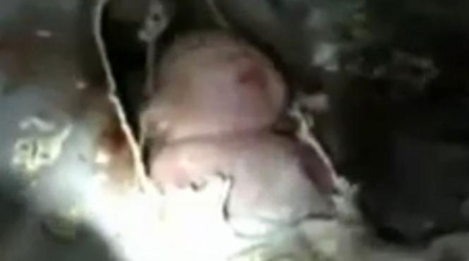 bebelus aruncat toaleta