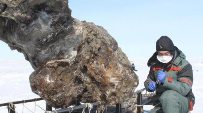 premiera mondiala expertii au descoperit prima mostra de sange perfect conservata de la un mamut lanos